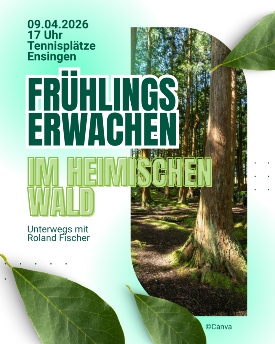 Frühlingserwachen im heimischen Wald